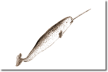 Narwhal