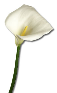 Easter lily